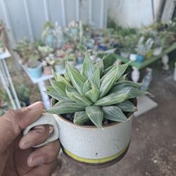 Haworthia Succulent Plant 