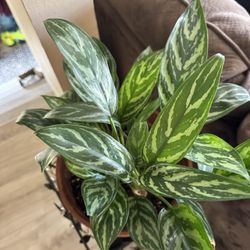 Large Aglaonema Plant
