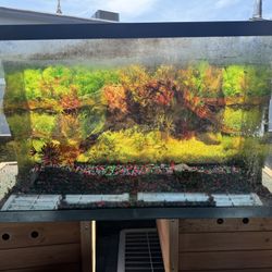 55 Gallon Tank