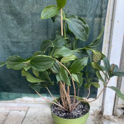 Medenilla Orquid Plant, In 5 Gallóns Pot Pick Up Only 