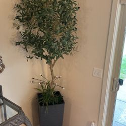 Olive Tree In Planter With Real Plants
