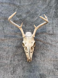 Real Whitetail Deer Skull w/ Antlers Weathered European Mount Taxidermy