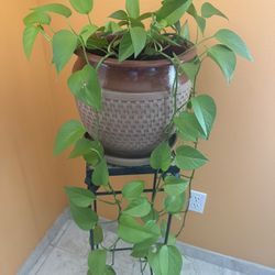 Real Long Trailing Neon Pothos House Plant in a Ceramic Planter Pot with Drainage