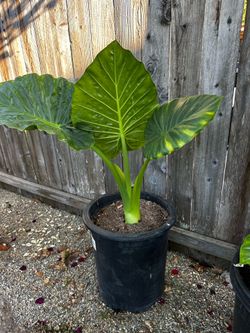 plants 🪴 for sale