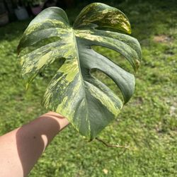 Highly Variegated Monstera Aurea Cutting 🌿 Large Leaf + Aerial Root