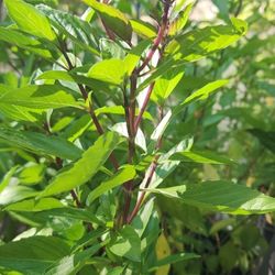 Fresh Thai Basil $5 And Up. See Details