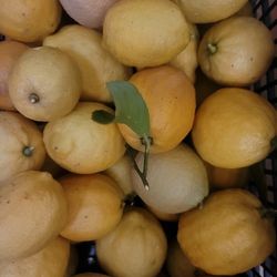 Organic Lemon 20 Pounds $12