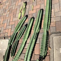 FREE Succulent And Cacti Plant Cuttings