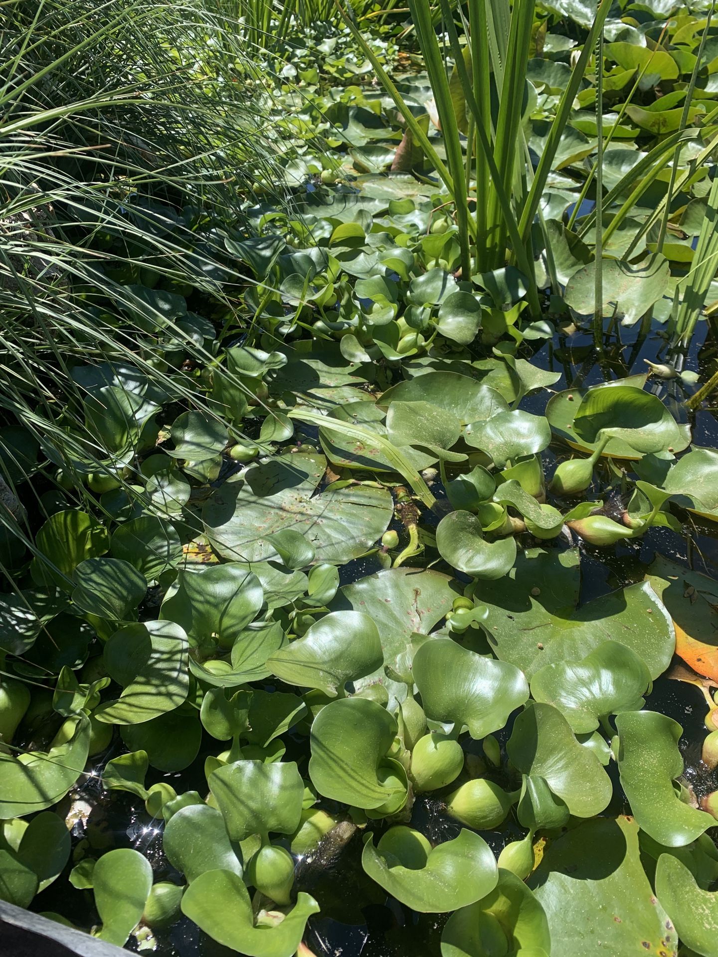 Pond Plants (Water Hyacinth)