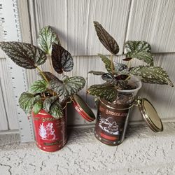 Jolly Silver Rex Begonia Plants In Hot Cocoa Tins