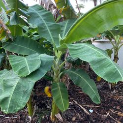 Hardy Banana Tree