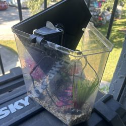 Aquarium And Accessories 