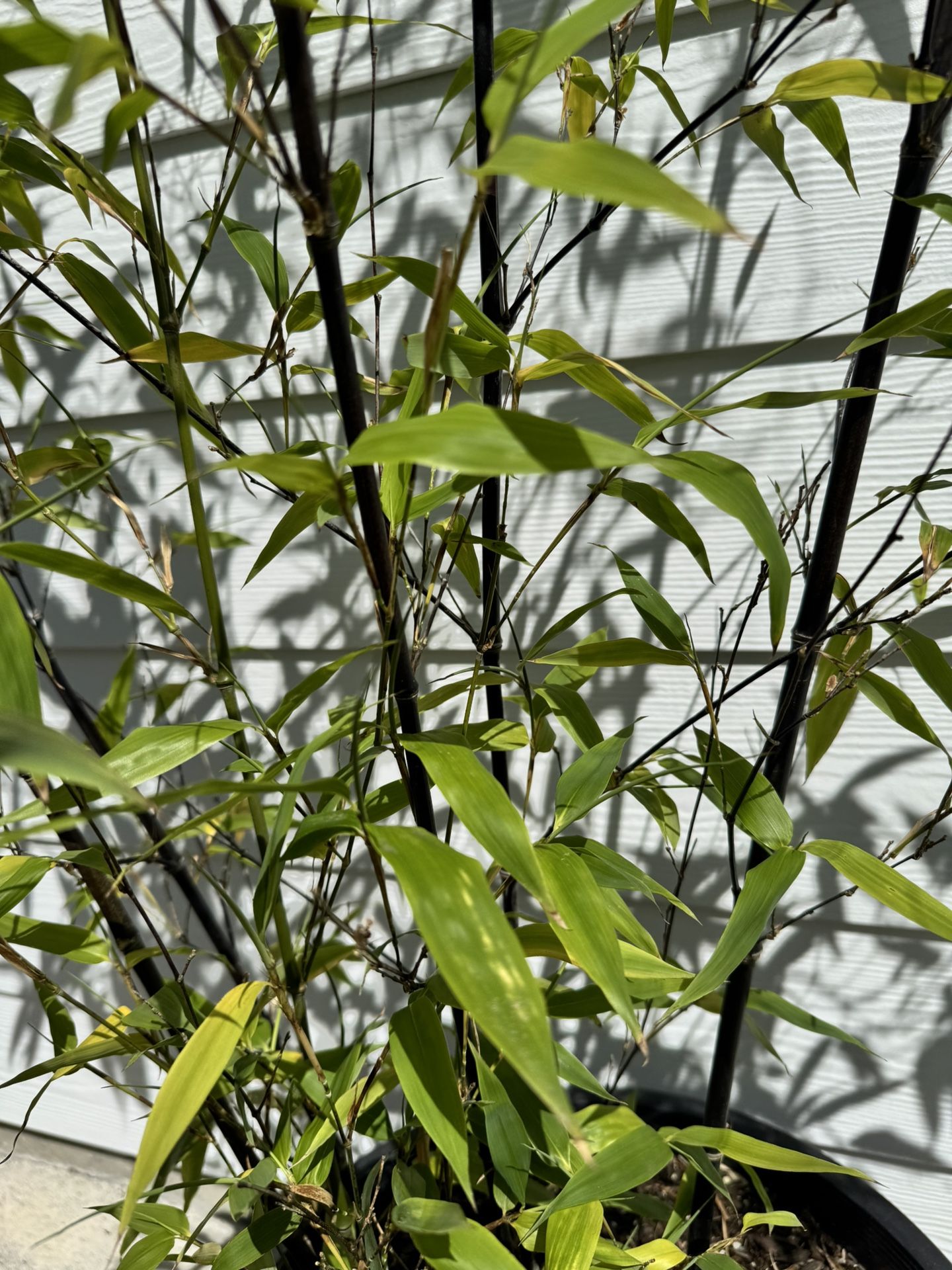 Black Bamboo In 10g Container