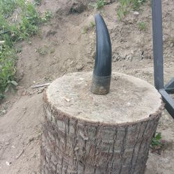 Horn From Wild Life  6-7 Inch.  Material Most Likely Ivory!