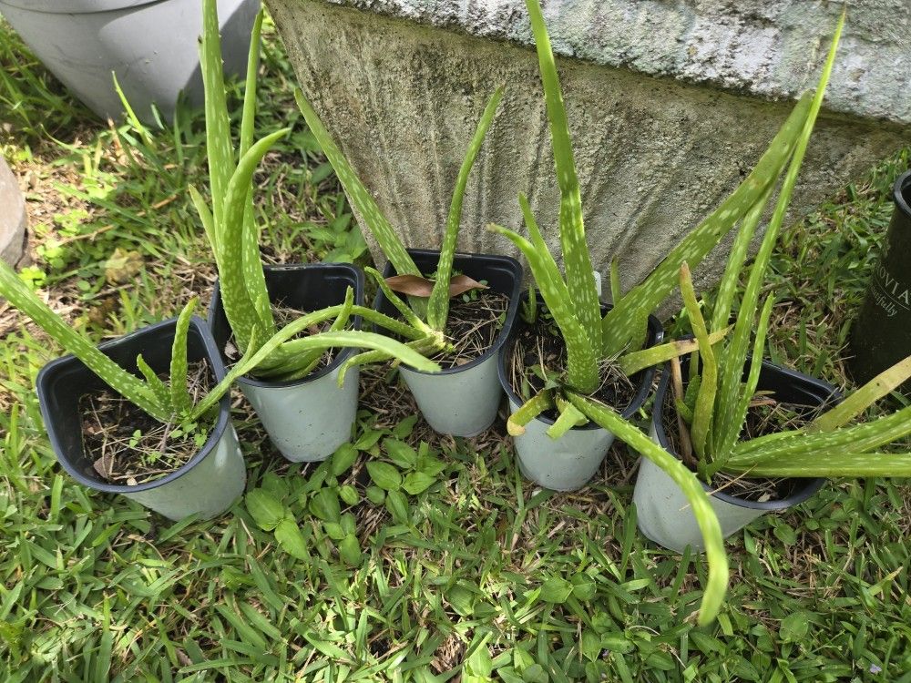 Aloe Vera Plant 5 