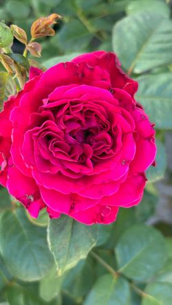 š¹ Rouge RoyaleĀ® Rose ā 5 Gallon ā SUPER BLOOM! š¹