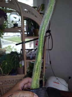 Variegated monkeytail cactus