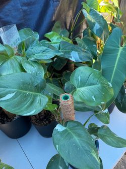 Philodendron white princess