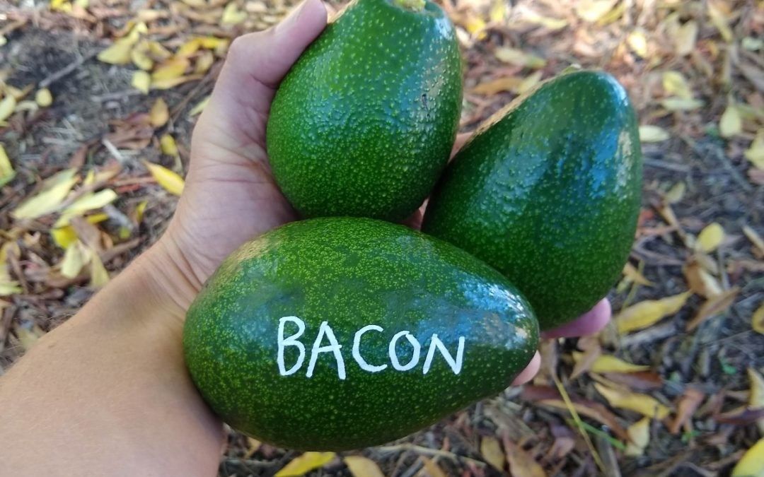 Bacon AVOCADO TREE