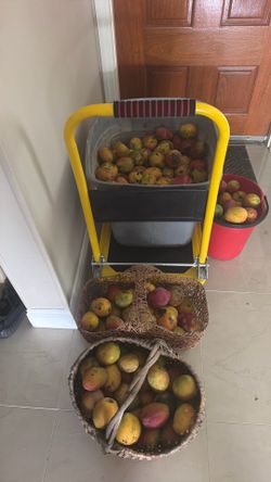 Organic Mangoes