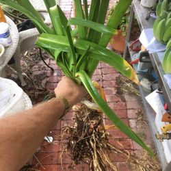 $20 for 60 bare root agapanthus crammed into two pots
