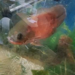 2 Large Oscars  Make  Offer