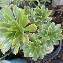 Only 7$7 Suculent Plant