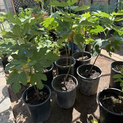Black Fig Trees Almost 3 Feet From The Ground Above $35 Each Price Firm 
