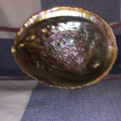 6 inch genuine, abalone shell
