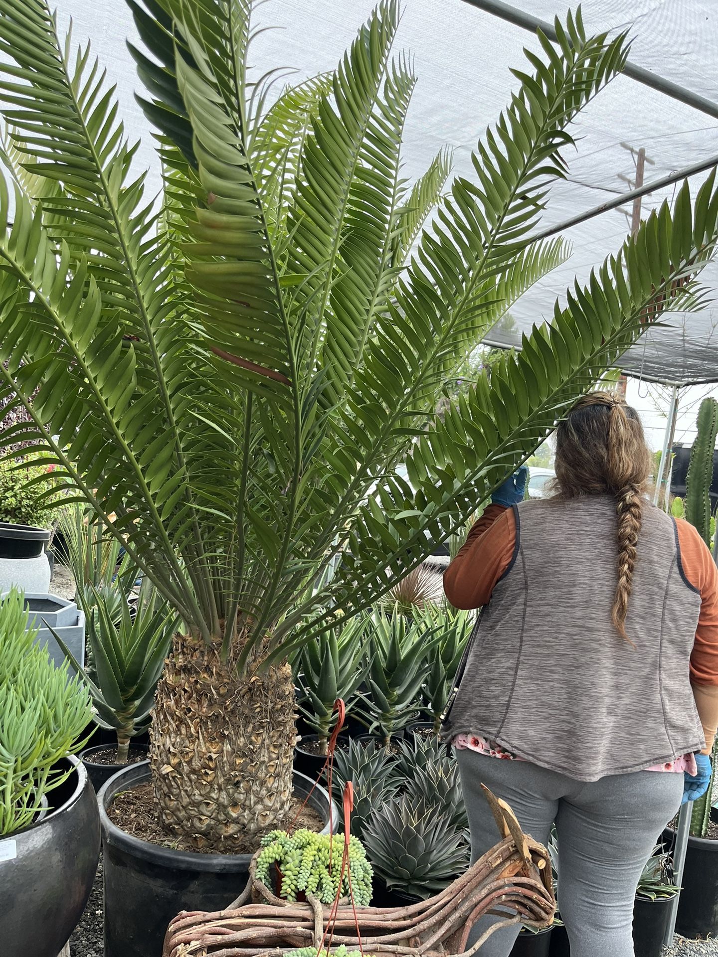 Gigantic Cycad In 25 Gallon Pot $1800