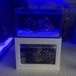 Micro Reef-Ready Tank | 40oz Desktop Aquarium