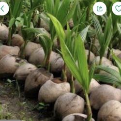 COCONUT PALM TREES   $ 5.Small (under 1 Foot)   $15 Large (2-3 Feet) 