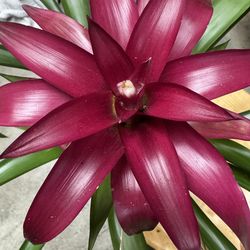 🌺 Collector Set – 3 Gorgeous Bromeliads, All Different Colors!