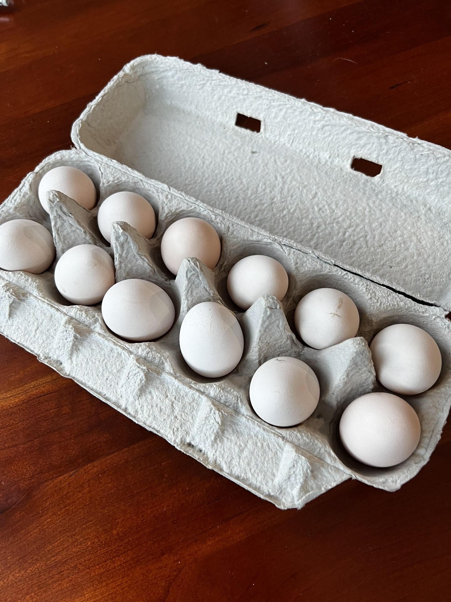 Silkie Hatching Eggs