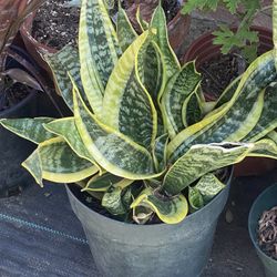 Snake Plant