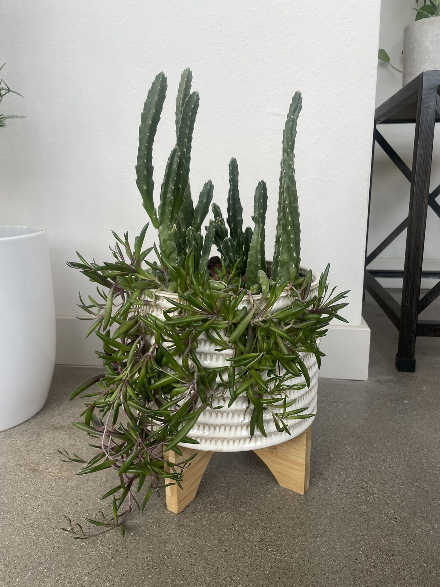 Live Zulu Giant And Little Pickles Succulents - Pot Includes 