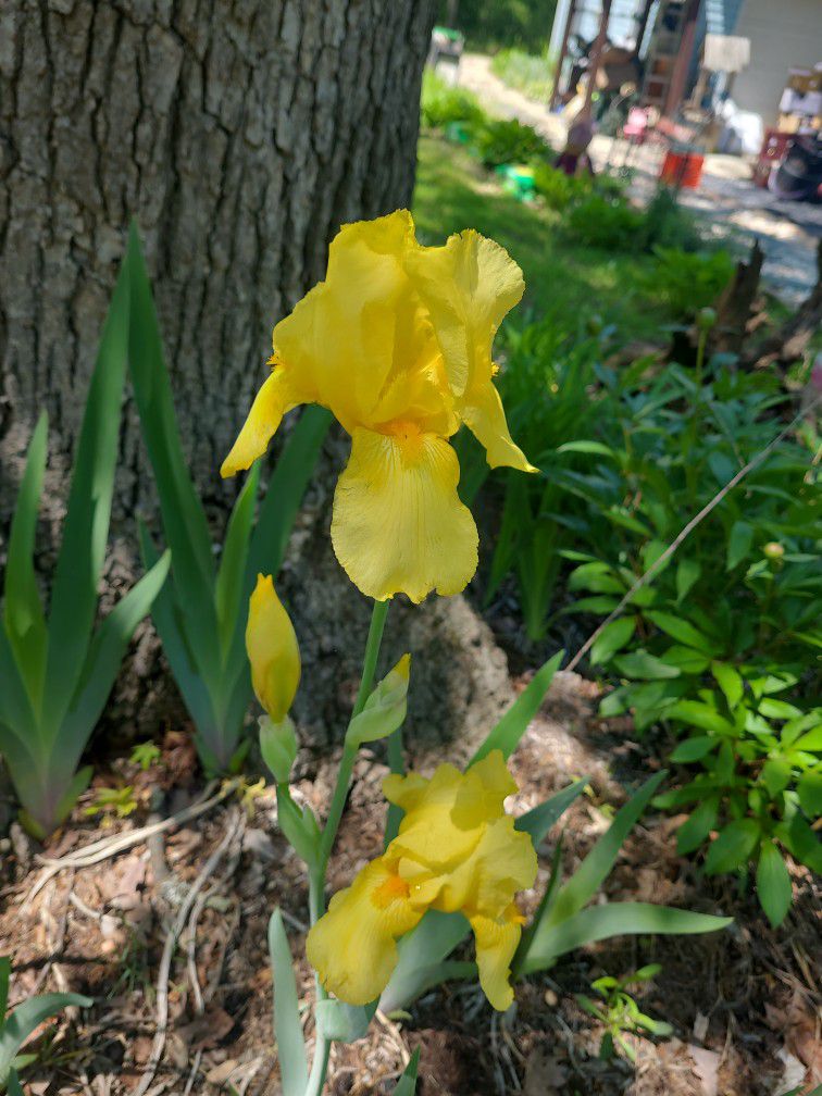Yellow Iris Live Plant