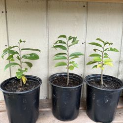 Árbol de Guanábana 