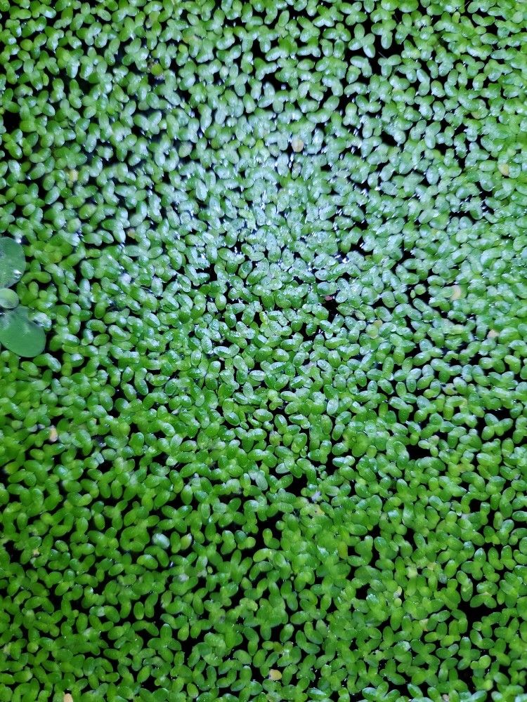 Duckweed - Aquarium Floating Plant