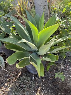 Plant