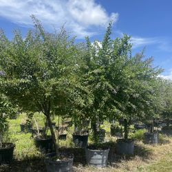 Duranta or golden dewdrop 25 gls $100