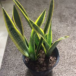 Snake Plant