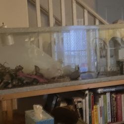 Tank For Fish Or Habitat $120 