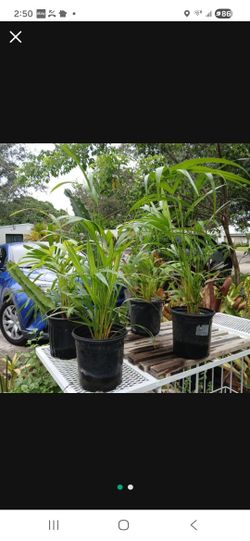 Areca Palms Landscape Plant Potted Houseplant