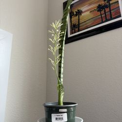 Snake Plant - Dracaena (formerly Sansevieria)