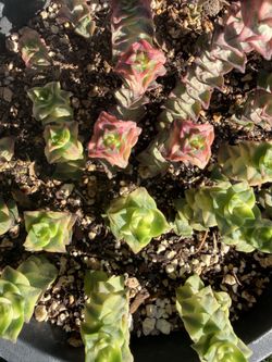 Crassula String of Buttons Succulent Plant *Mothers Day*