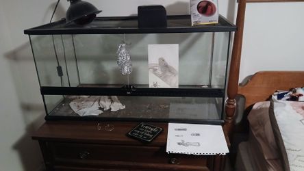 Large aquarium with Bearded Dragon
