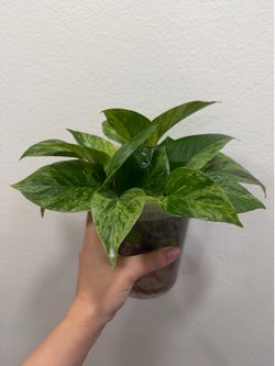 Pothos marble queen cuttings