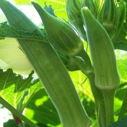 Okra Fully Rooted Starter Plant Ready To Yield Fruits
