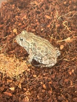 Quarter Size Toads